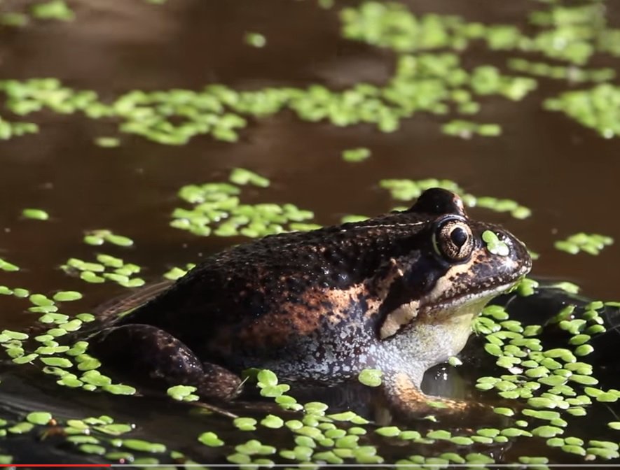 rubycornish's tweet photo. Good news! #Canberra's frog population is flourishing! More here: https://t.co/L7ae8EQxtA @FrogwatchACT @westgate_mj https://t.co/dLF5aU0P0X
