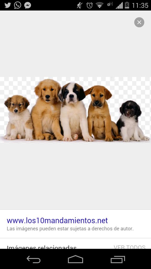 dalibella3536's tweet photo. @OGGIJEANS #OggiPremiosTelehit 
Ayudenme a darle un RT porfavor querras por estos hermosos perritos 7u7 Oshe zy https://t.co/8uEtrDPSkG