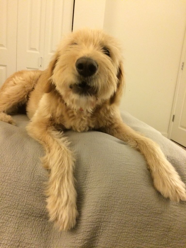 cureacough's tweet photo. I just love you Charley .... https://t.co/P4zgpOP14M