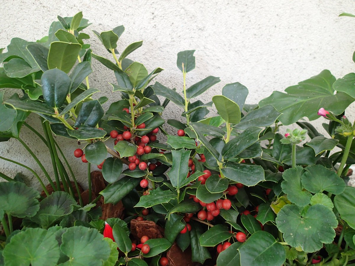 Twitter पर サンシャイン水族館 水族館のクリスマス植物紹介 赤い実と とげとげな葉が特徴的な セイヨウヒイラギ あのクリスマス ケーキの上に飾りで乗っている植物です この機会にぜひ名前を覚えてあげてください サンシャイン水族館 セイヨウヒイラギ