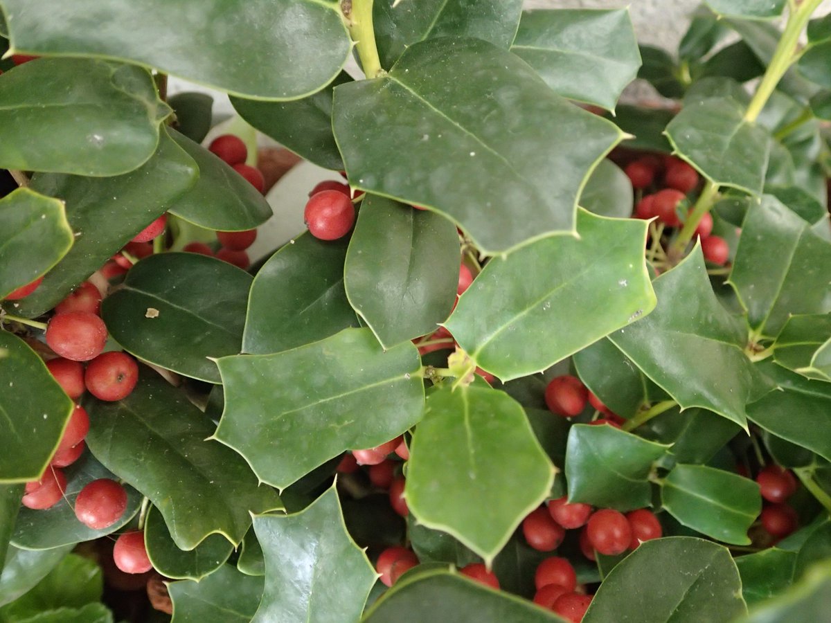 サンシャイン水族館 V Twitter 水族館のクリスマス植物紹介 赤い実と とげとげな葉が特徴的な セイヨウヒイラギ あのクリスマスケーキの上に飾りで乗っている植物です この機会にぜひ名前を覚えてあげてください サンシャイン水族館 セイヨウヒイラギ