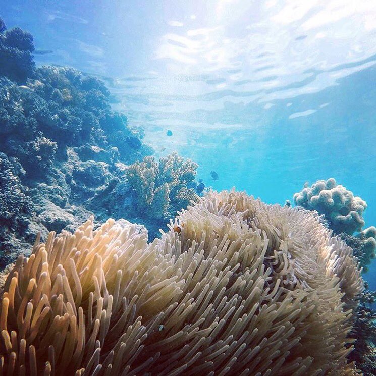 Cairns & Great Barrier Reef tweet media