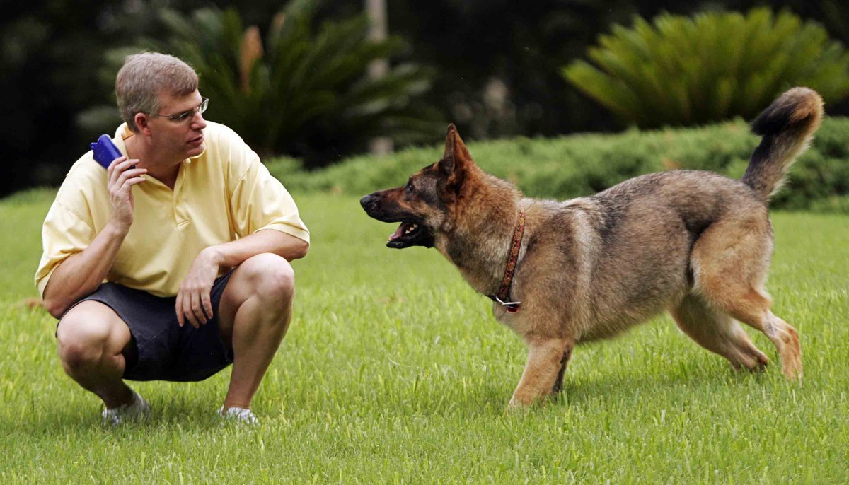 Dogtraining33's tweet photo. How To Train A Dog, dog training tips and more.
https://t.co/FcRWT18fyB
#dogwhisper #dogs #dogbreeds #dogtraining https://t.co/guqDg9snAL