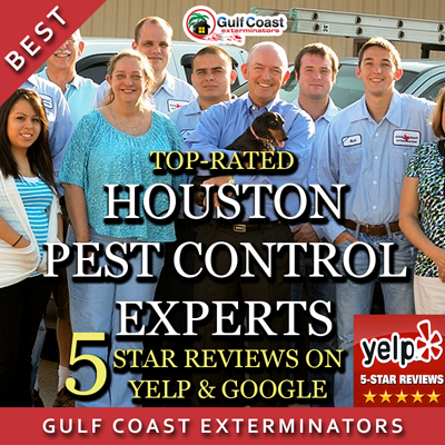 GCEPests's tweet photo. #Pest Control #Houston Company Gulf Coast Exterminators are the best in Houston, hands down! https://t.co/MP5ipISM8E https://t.co/Fp5jHox44l