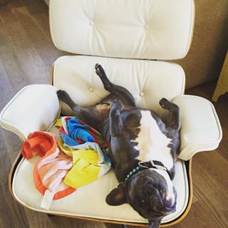 Frenchie_Cute's tweet photo. #frenchbulldog #frenchie #dogs101 #lazydogsofinstagram #frenchbullies #doggie https://t.co/xb75nsEdRu https://t.co/pndWWuwnHv