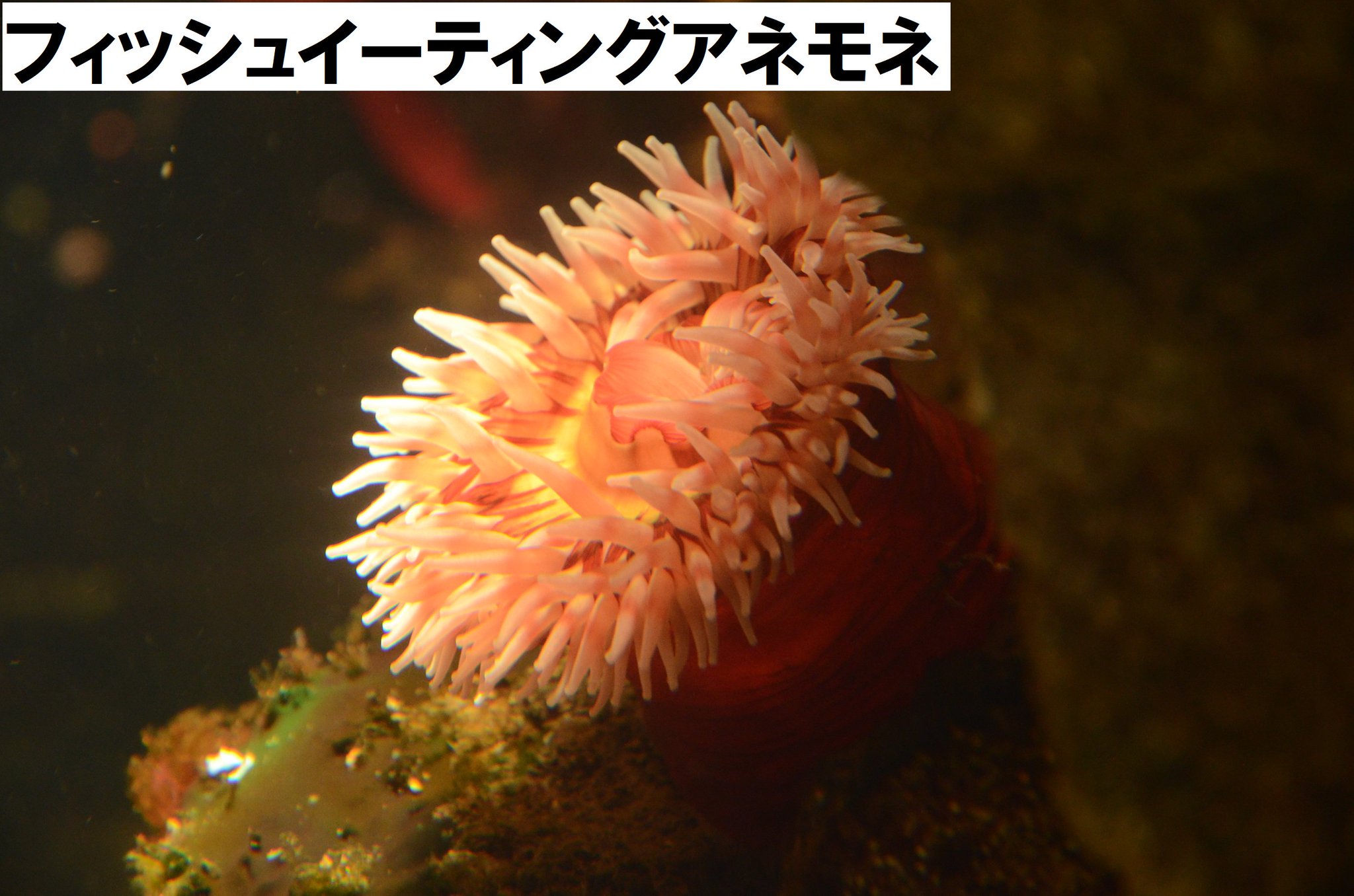 葛西臨海水族園 公式 フォロワー6万人記念 カナダ沿岸 水槽のイソギンチャクたち ストロベリーアネモネはアネモネ 英語で イソギンチャクの意味 とついていますが ホネナシサンゴ科の仲間で刺胞の特徴がイシサンゴ類に近い種 葛西臨海水族園 公式 フォロワー6万人記念 カナダ沿岸 水槽のイソギンチャクたち ストロベリーアネモネはアネモネ 英語で イソギンチャクの意味 とついていますが ホネナシサンゴ科の仲間で刺胞の特徴がイシサンゴ類に近い種