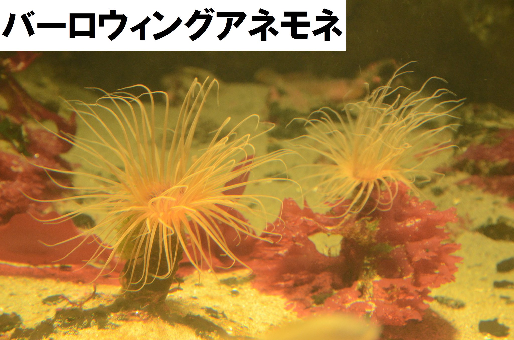 葛西臨海水族園 公式 フォロワー6万人記念 カナダ沿岸 水槽のイソギンチャクたち ストロベリーアネモネはアネモネ 英語で イソギンチャクの意味 とついていますが ホネナシサンゴ科の仲間で刺胞の特徴がイシサンゴ類に近い種になります し 葛西臨海水族園 公式 フォロワー6万人記念 カナダ沿岸 水槽のイソギンチャクたち ストロベリーアネモネはアネモネ 英語で イソギンチャクの意味 とついていますが ホネナシサンゴ科の仲間で刺胞の特徴がイシサンゴ類に近い種になります し