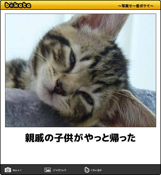 猫ちゃん お疲れ様です 今日の ボケて 11月24日 Togetter