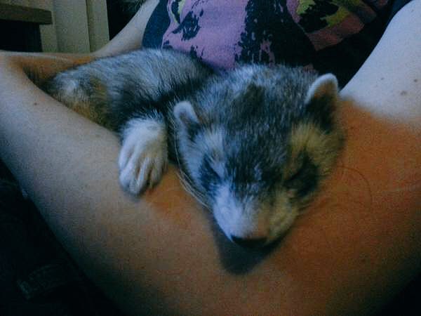 dontdanieI's tweet photo. Have some lazy ferrets🙈
{RT to bless someone's TL} https://t.co/kp79WyC0xL