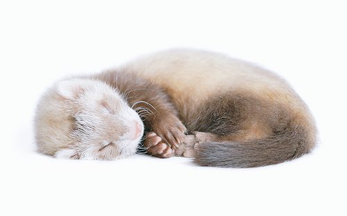 dontdanieI's tweet photo. Have some lazy ferrets🙈
{RT to bless someone's TL} https://t.co/kp79WyC0xL