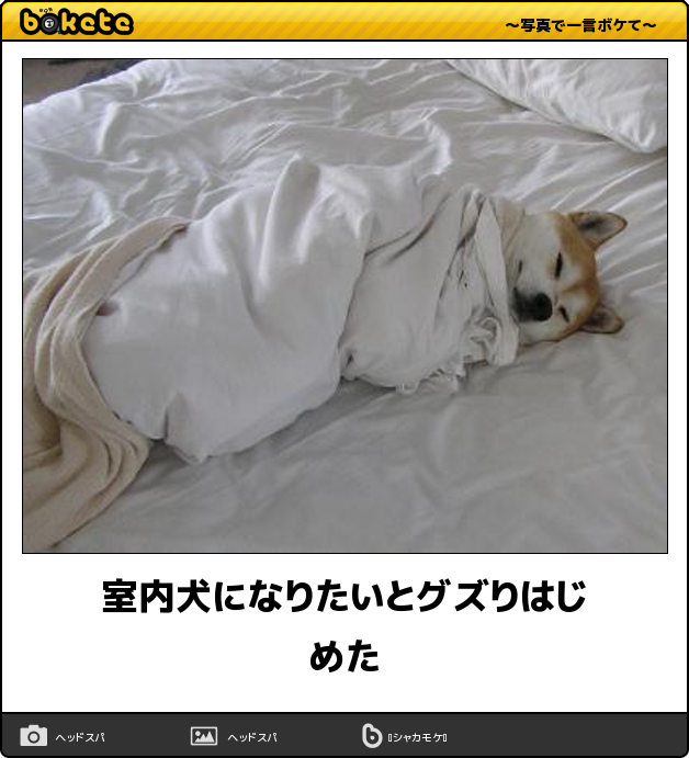 Twitter 上的 ボケて Bokete 公式 室内犬になりたいとグズりはじめた ボケて T Co Ujefbhoh3f T Co 3lcrskxiub Twitter