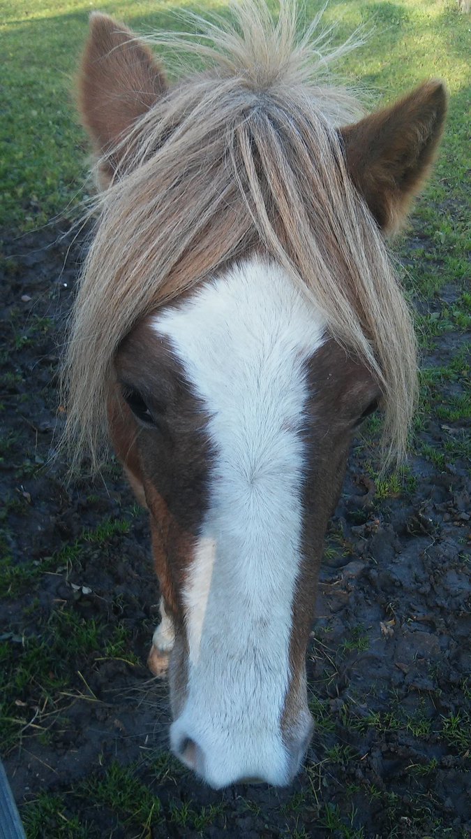 PactSanctuary's tweet photo. A year ago we rescued these terrified wild welsh ponies. Look at them now...so happy &amp; confident https://t.co/szt02tH7mb