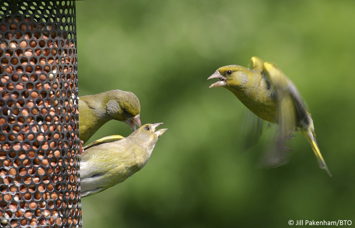BRRR! With cold weather forecast for the weekend, today would be a great day to top up your feeders &amp; water baths.