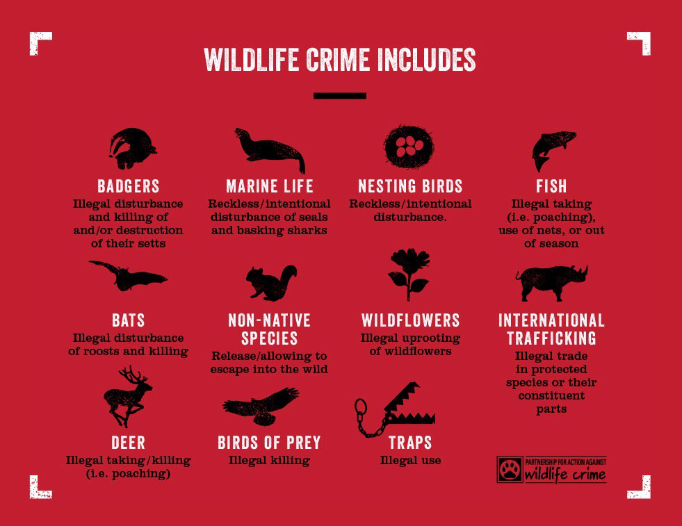 Wildlife crime