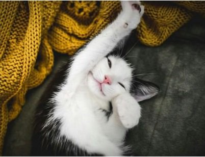 Demotivateur's tweet photo. Si le monde était en #Paix , les chats dormiraient mieux ! https://t.co/PvJPCGTsGW
