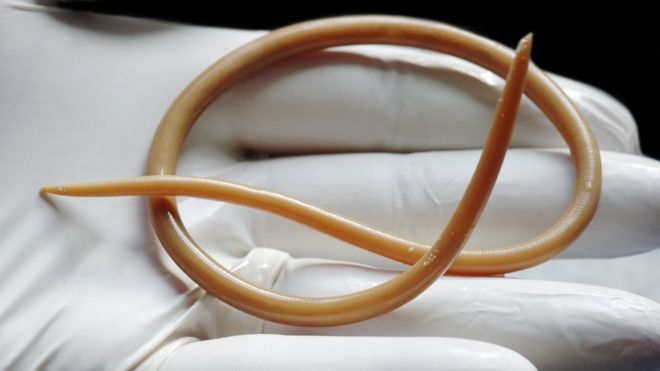 MicrobesInfect tweet media