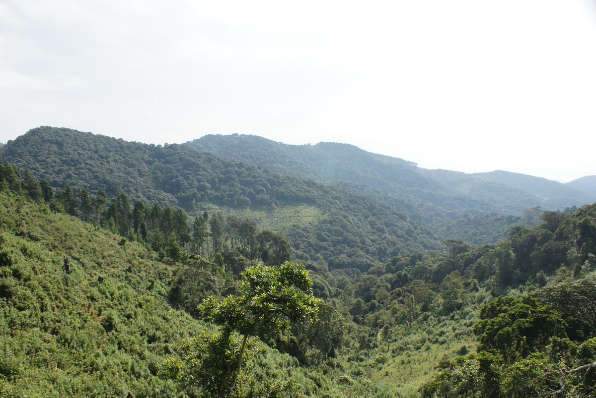 LAFRECProject's tweet photo. #LAFREC est un projet qui vise la restauration des forêts de #Mukura-#Gishwati ainsi que leur conservation. #Rwanda https://t.co/WgIoDeZeE2