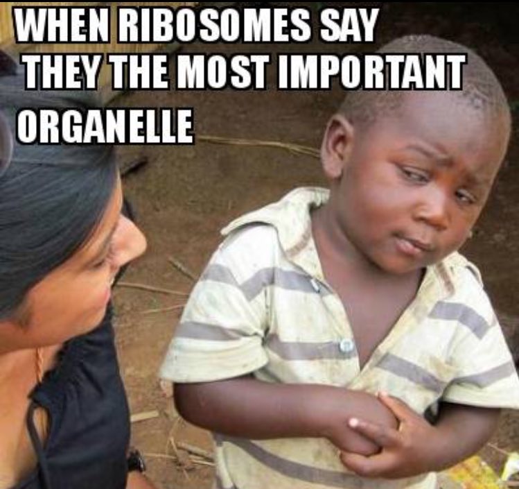 LyosomePres's tweet photo. When Ribosome can Mutate, and cause bone marrow failure, anemia and in rare cases Cancer @TallBiology #Organellewars https://t.co/Li97GZI8Zv