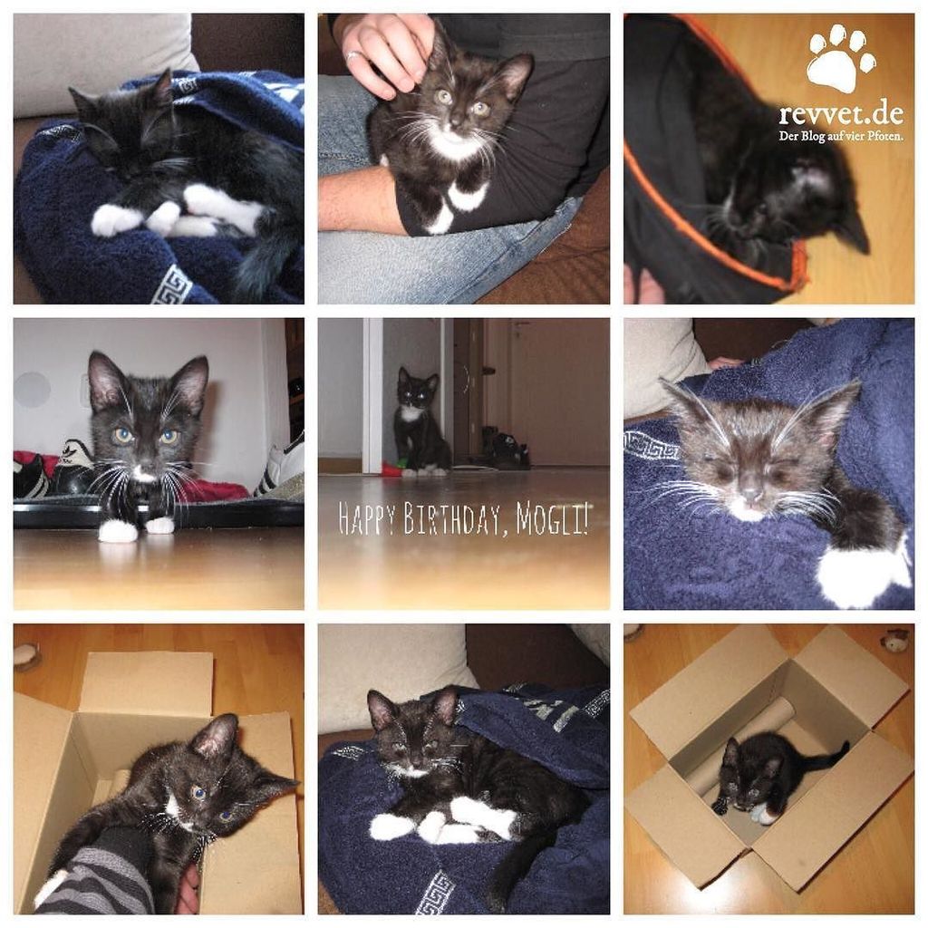 Revvet_de's tweet photo. Happy Birthday, bestes Katerle! ❤️❤️❤️ #throwback #throwbacks #blastfrompast #kitten #kätzchen #cat #cats #catconte… https://t.co/IYRBn8oMyj