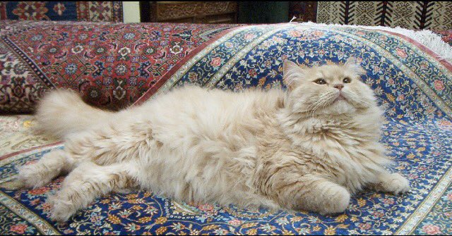 Persian_Online's tweet photo. 2 #Persian beauties from #Iran! Persian #cat (#gorbeh #Irani) & Persian #carpet (#farsh #Irani)! #PersianLanguage https://t.co/lFicU26WjB