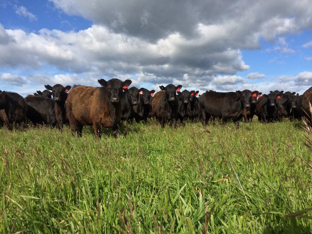 LintonMt's tweet photo. This is one way to fatten heifers, cover of 3500 with at least half that clover, with grazing brome https://t.co/xoTG99CUow