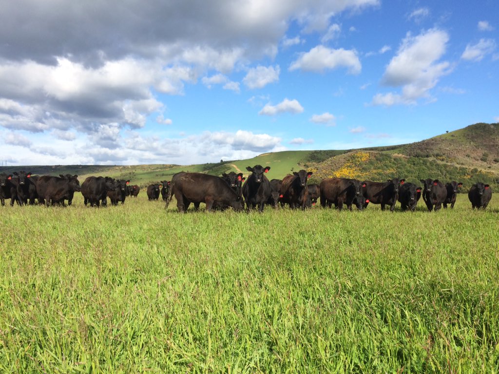 LintonMt's tweet photo. This is one way to fatten heifers, cover of 3500 with at least half that clover, with grazing brome https://t.co/xoTG99CUow