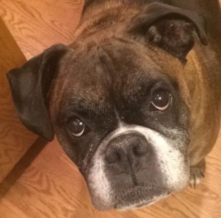 SeniorPetsRule's tweet photo. If this isn't adoption inspiration, I don't know what is! https://t.co/5ER9NFCrtt