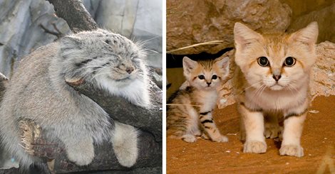 pet_heaven's tweet photo. 12+ Rare Wild Cat Species You Probably Didn’t Know Exist https://t.co/wTOedlDn9I https://t.co/vLyWKE32SI