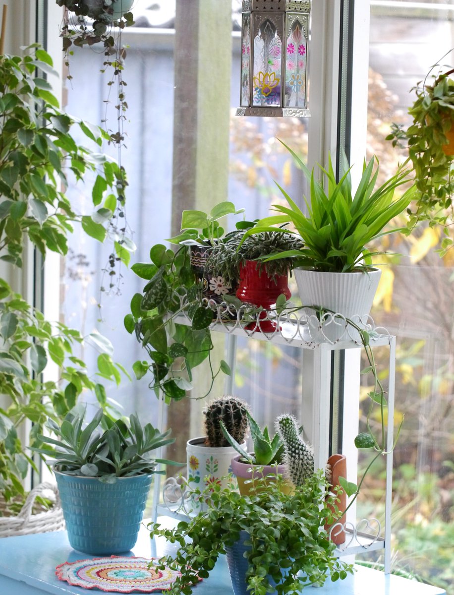 Lekker rommelen in m'n #urbanjungle hoekje...