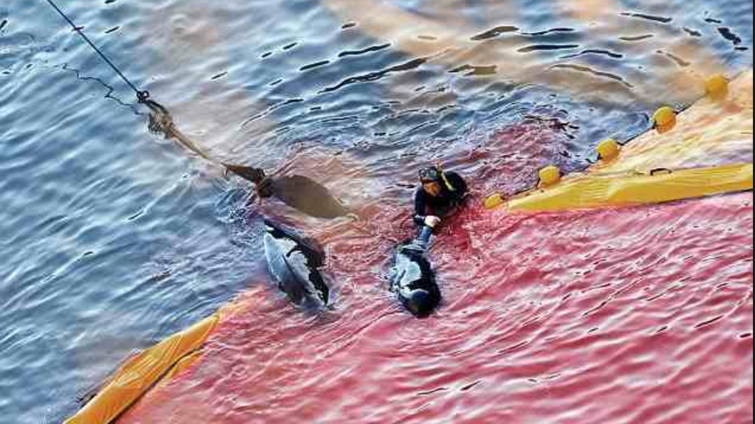 Anon4dolphin's tweet photo. Dolphins, they protect humans in danger. We in return slaughter them,  cage them and steal their life #OpKillingBay https://t.co/qOTxMBjqsi