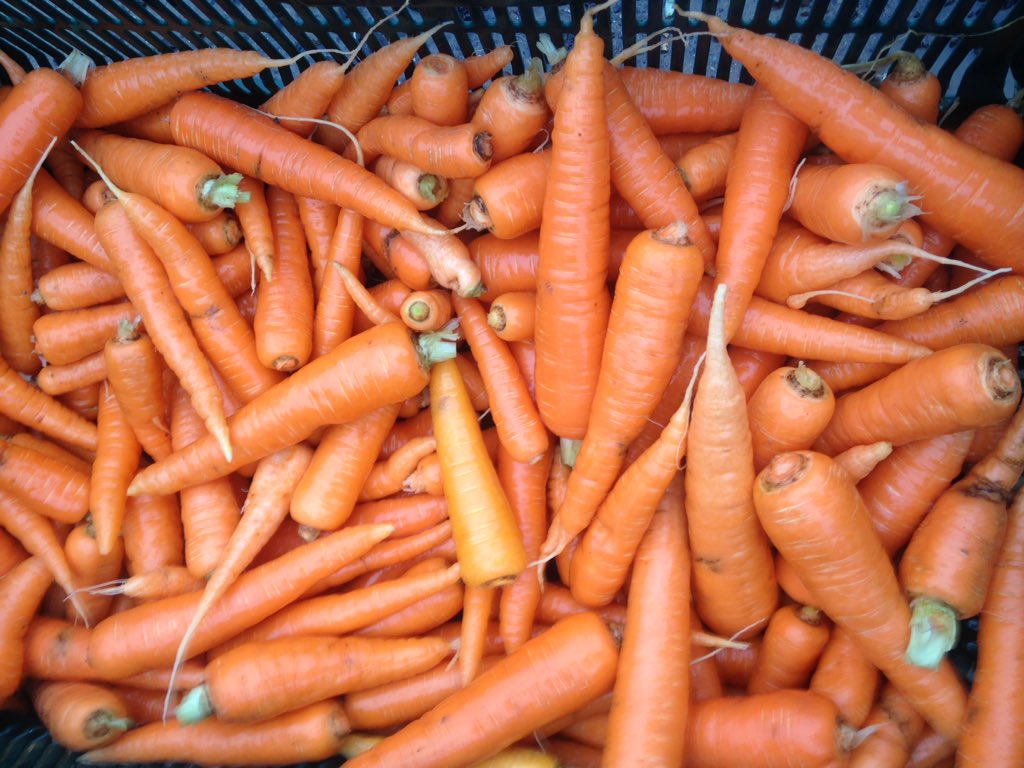 The_Sunnyfields's tweet photo. Connor @MarwellHotel your baby carrots for this Sunday's roast have just been picked https://t.co/qKKA3yiCOT