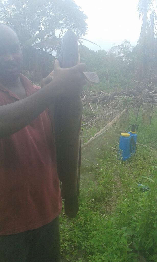 ht_agro's tweet photo. Guess what! This #catfish is straight from our farm. #htagro #fromthefarmtoyourkitchen Call 08023061668 https://t.co/3sayQFahHF