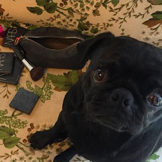 Joy_PhotoCam's tweet image. Mumma, you put face on me too? #pugsofinstgram #furbaby #pugs #pug #nars #makeup #prettypug findelight.net/puggie_detail.…