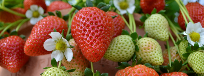 #Bioestimulates, comp. naturales que potencian el crecimiento de cultivos ideagro.es/index.php/noti… #IDEAGROinnova