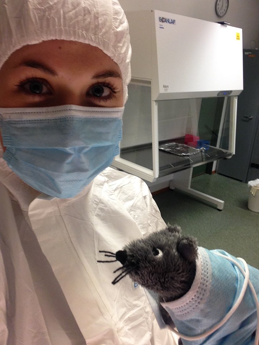 miceonthemove's tweet image. Maurice is helping @CharrClarke with the science in Norway #labmouse #geogsoton #AncientDNA