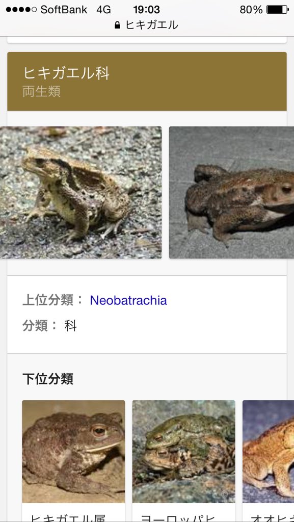 下位分類 両生類 日本産爬虫両生類標準和名リスト 日本爬虫両棲類学会