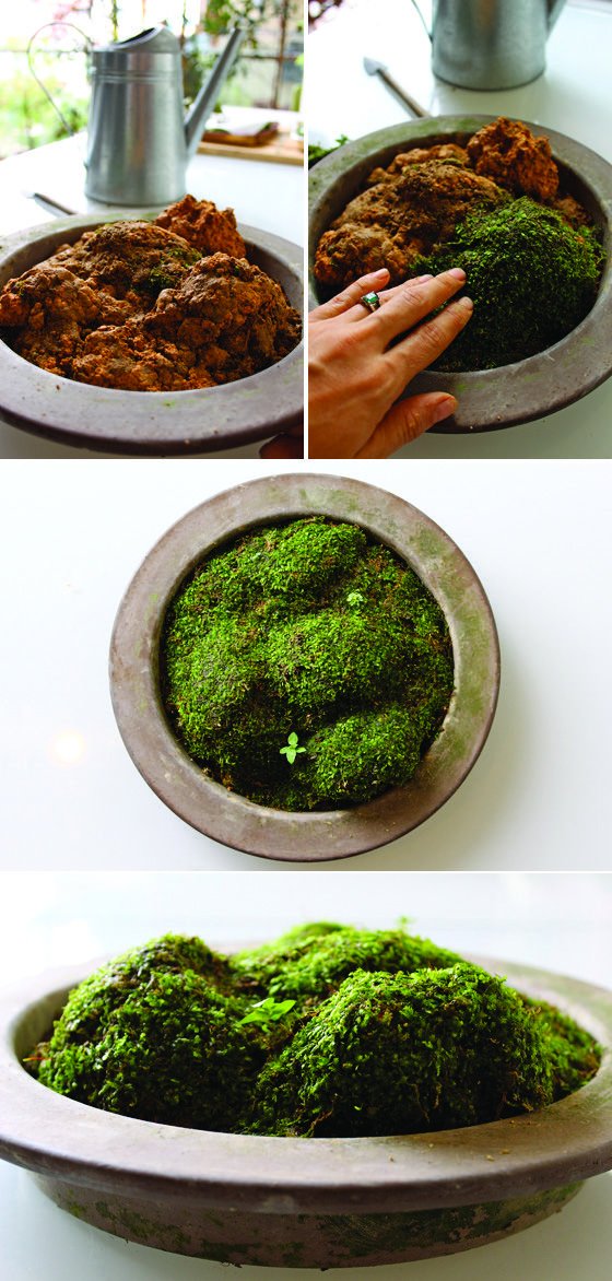How to Make a Moss Garden by littlegreendot  - #gardens #gardening #garden #landscaping #diy gardeningsurvival.com/how-to-make-a-…