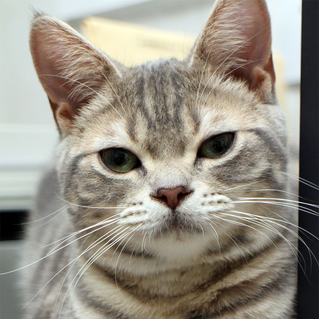 1日1枚アメショーの写真 Tamqoomog Twitter 1日1枚アメショーの写真 Tamqoomog Twitter