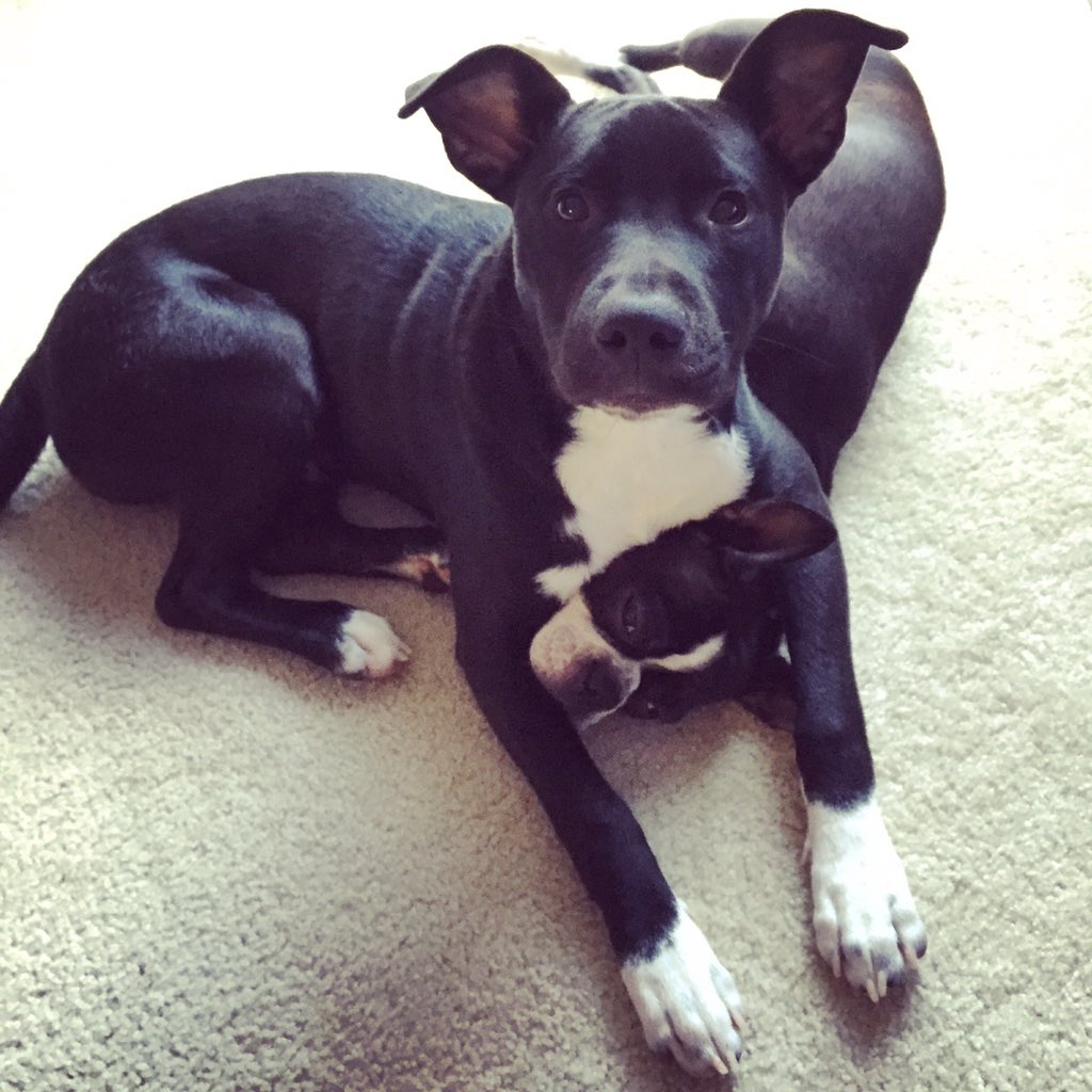 tylersagekaiser's tweet photo. When your dogs are too cute for words 

#puppies #dogsoftwitter #love https://t.co/XynXBrZiBC