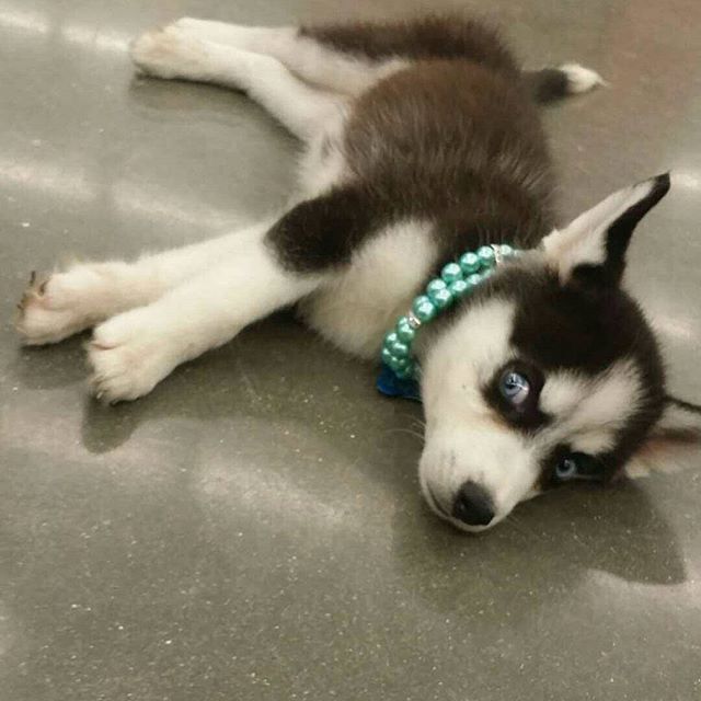 Petco's tweet photo. Did you say it's Friday?! (Pic: Nani the #Husky) #HappyFriday https://t.co/koLqOMGDXr