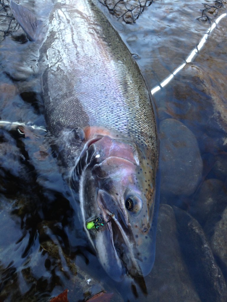 chickenchucker1's tweet photo. #salmonriverny #steelhead #catchandrelease #whitakers #fallflyfishing https://t.co/ciIuvxjUrr