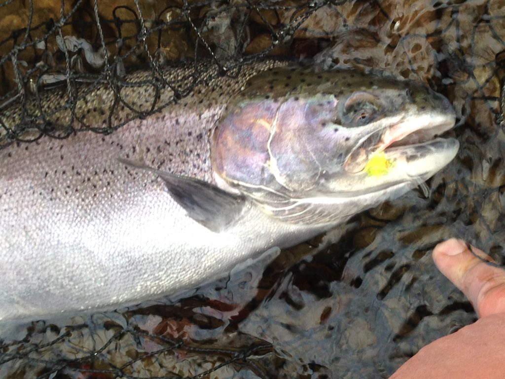 chickenchucker1's tweet photo. #salmonriverny #steelhead #catchandrelease #whitakers #fallflyfishing https://t.co/ciIuvxjUrr