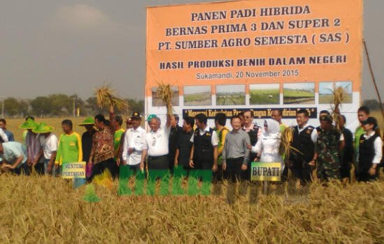 sohandi_ojang's tweet photo. Top rekan RT "@JejakAnnas: Mentan Panen Padi Bernas Prima 3 dan Super 2 di Pantura Subang https://t.co/IVAhuy1hvo https://t.co/8CGJt0lou4"
