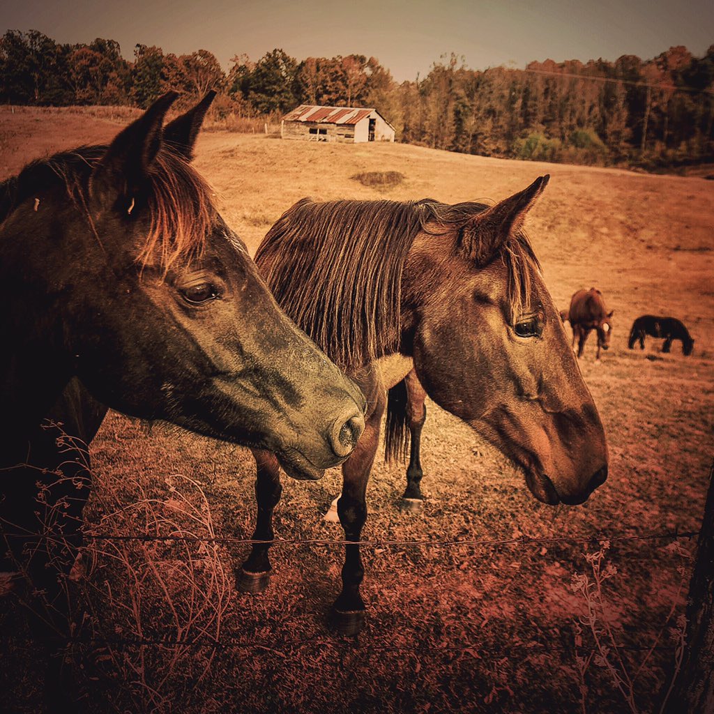 Hoping for a handout: Near Randolph, #Tennessee, in #TiptonCounty north of #Memphis #photography #horses #picsher