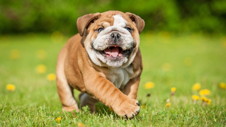Ranchokan's tweet photo. Hoy es viernes y tu mascota lo sabe :D #guarderia #adiestramiento #perros #Bogota #chia https://t.co/INuiQW4V0V https://t.co/qWbGHPiIAn