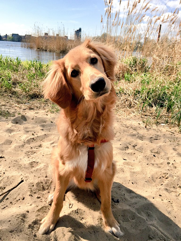 webpeople_de's tweet photo. Unser #Bürohund. #webpeople macht es vor, macht es nach ;). #Hund #Web #Seo #Marketing #Agentur #Berlin https://t.co/ys4j2ewCvb