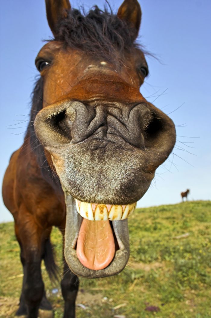 CornwallTR20's tweet photo. A big thanks to all! Yesterday we had our inspection. All passed with flying colours. #horses #cornwall https://t.co/GB4elrdFJJ