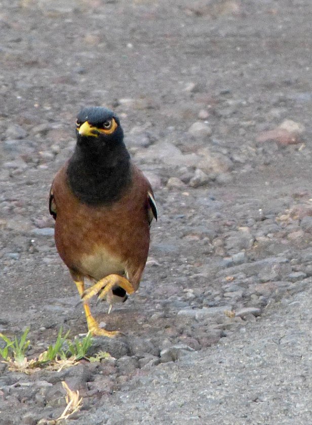 にゃー 野鳥 カバイロハッカ ハワイでは町のいたるところで目にする鳥 のひとつ 人相悪いおっさんの風貌ながら 歩き方はオムツはいてる赤ちゃんのようなギャップが面白い鳥 なんとなく九官鳥っぽさのある鳥 さんですがムクドリ科 裏庭に来ない鳥w にゃー 野鳥 カバイロハッカ ハワイでは町のいたるところで目にする鳥 のひとつ 人相悪いおっさんの風貌ながら 歩き方はオムツはいてる赤ちゃんのようなギャップが面白い鳥 なんとなく九官鳥っぽさのある鳥 さんですがムクドリ科 裏庭に来ない鳥w