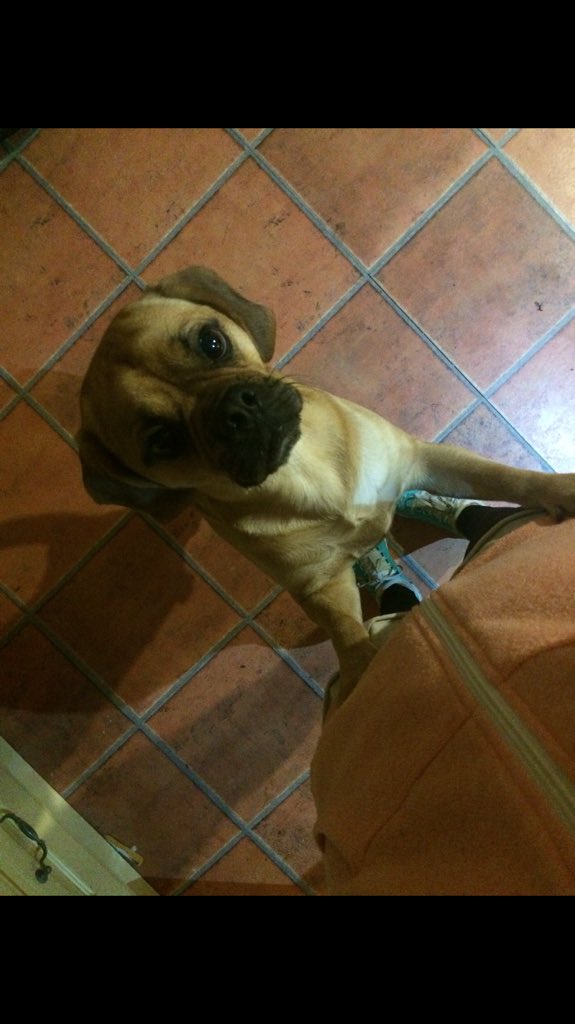 suefahey1's tweet photo. #askjenni - @Jennifalconer - what are Alfie's favourite foods?? Albus our puggle loves ice-cream!!!!!! #puggle https://t.co/HomUsmxHfB
