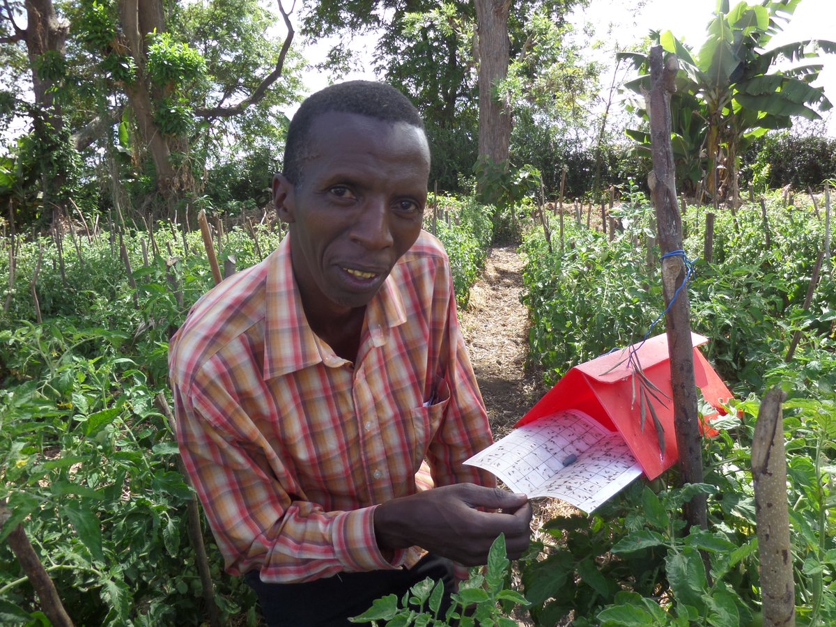 russellipm's tweet image. Tuta absoluta solutions from Russell IPM, read here: goo.gl/NZ95KJ  #Tanzania #Tutaabsoluta #Biorational